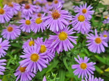 blaue violette aster kissenaster staude beetstaude